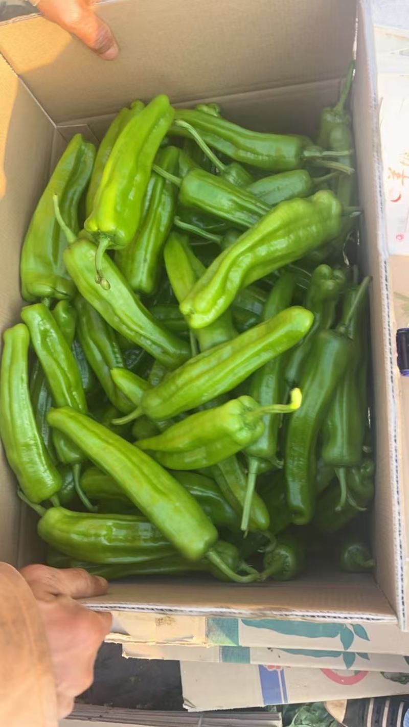 广东湛江薄皮泡椒，现货高质量，大量产地泡椒