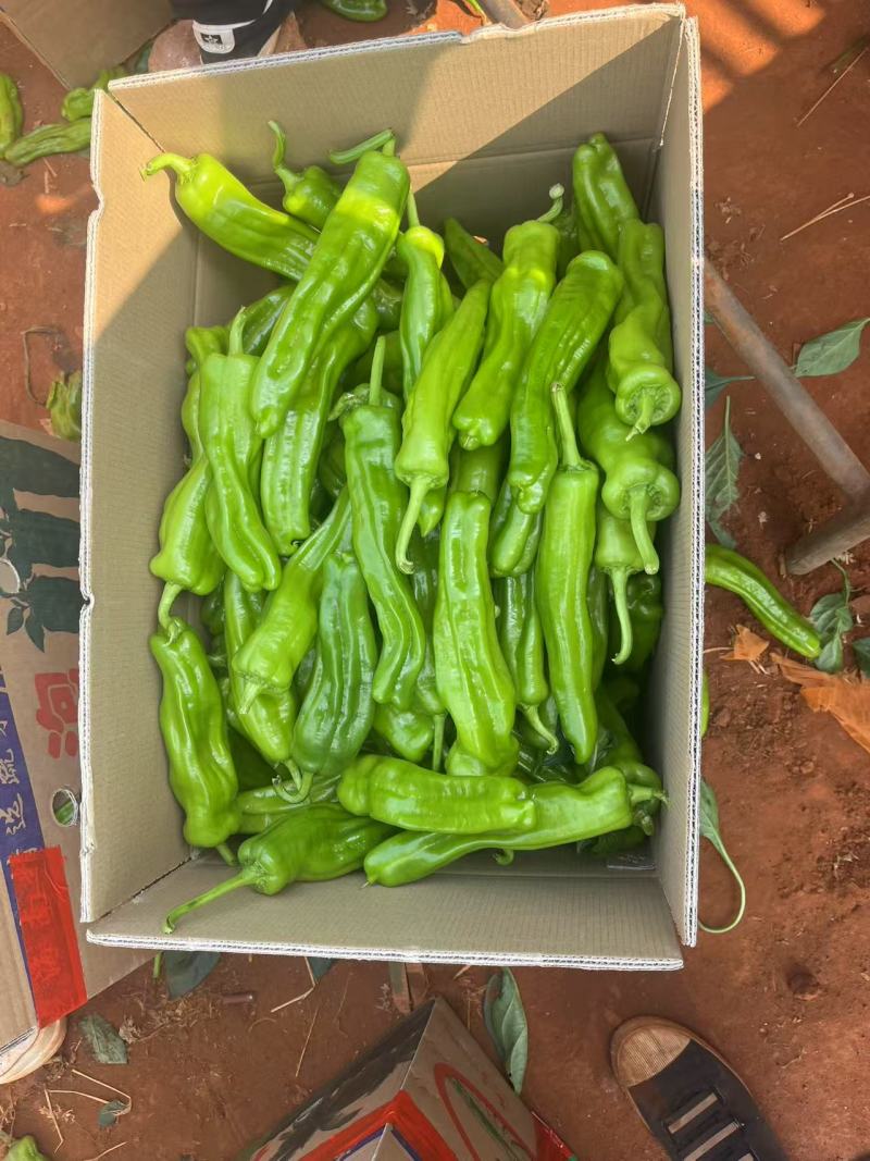 广东湛江薄皮泡椒，现货高质量，大量产地泡椒