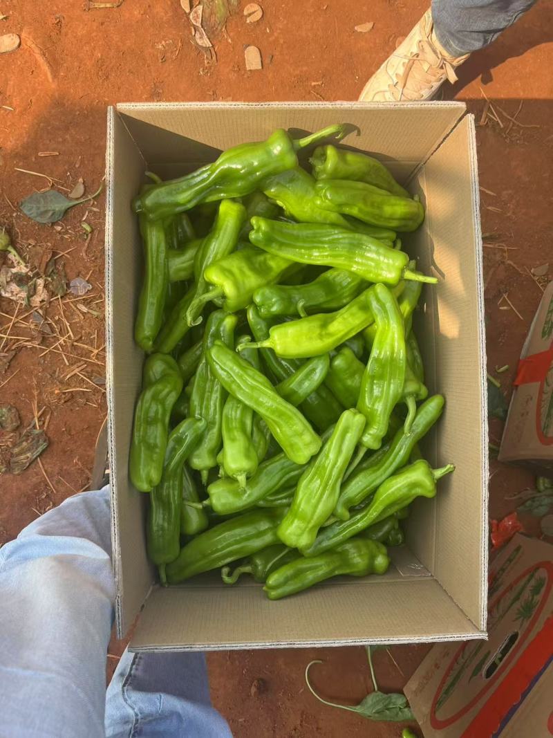 广东湛江薄皮泡椒，现货高质量，大量产地泡椒