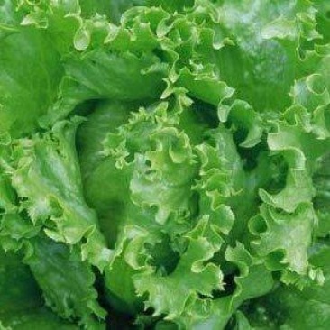 罗马生菜