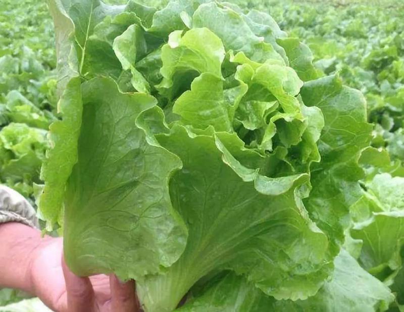 罗马生菜
