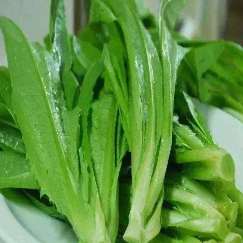 油麦菜