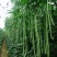 豇豆