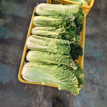 秋绿60白菜，2~3斤净菜，自产自销