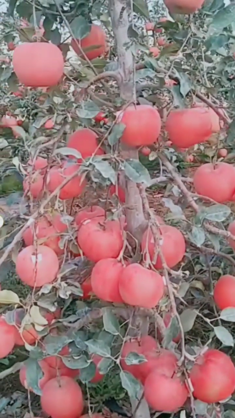 矮化苹果苗，鲁丽，瑞雪，香妃，土岐，响富，秦脆，红思尼克