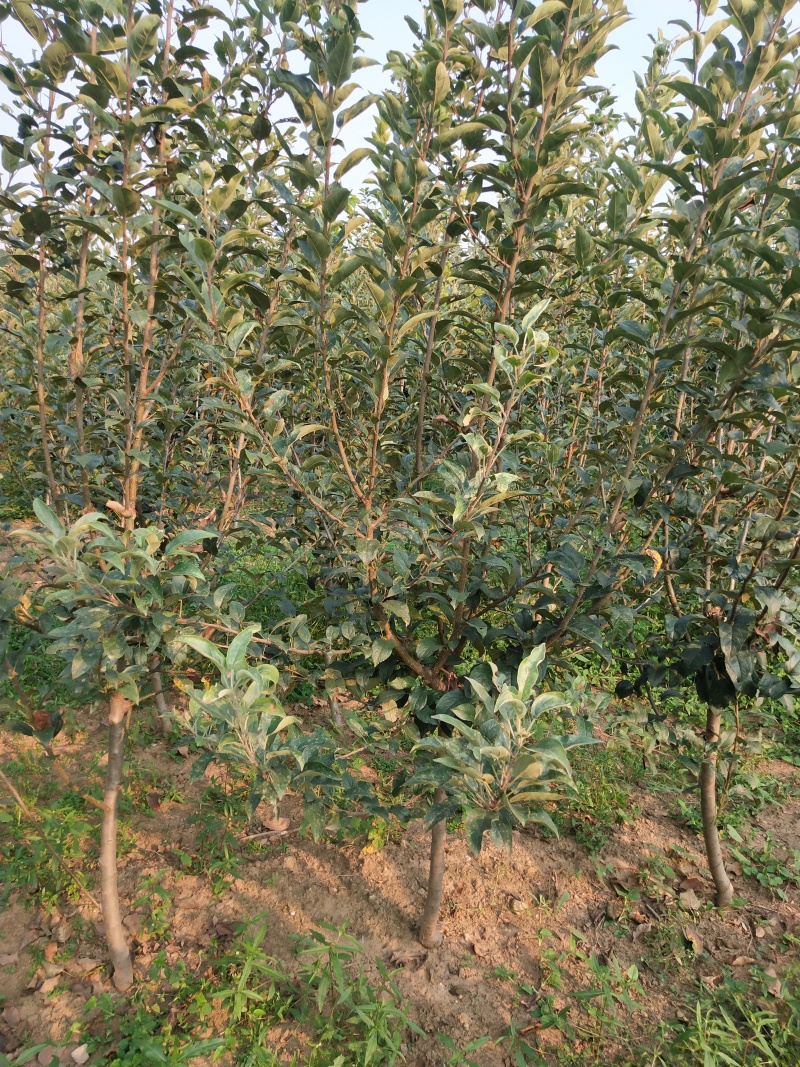 矮化苹果苗，鲁丽，瑞雪，香妃，土岐，响富，秦脆，红思尼克