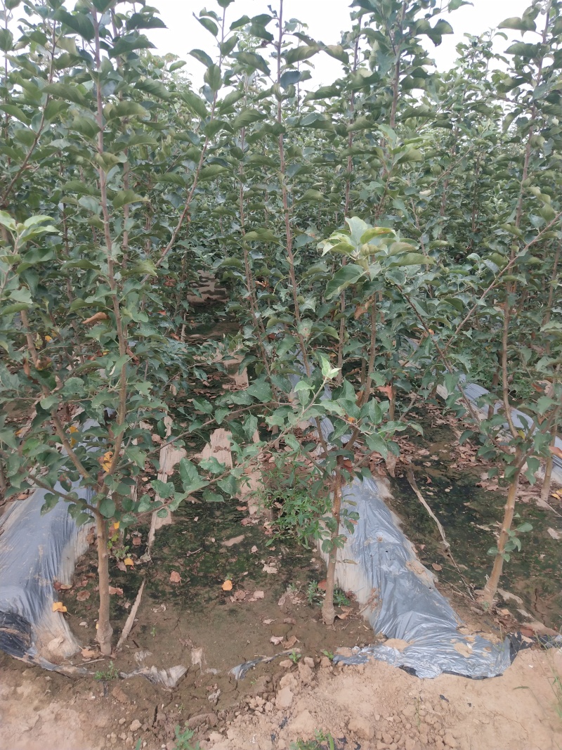矮化苹果苗，鲁丽，瑞雪，香妃，土岐，响富，秦脆，红思尼克