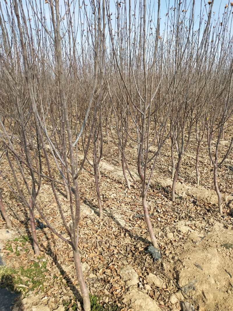 矮化苹果苗，鲁丽，瑞雪，香妃，土岐，响富，秦脆，红思尼克