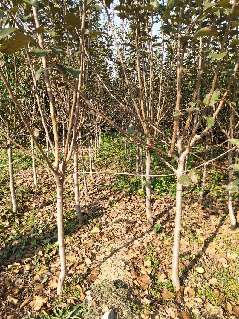 矮化苹果苗，鲁丽，瑞雪，香妃，土岐，响富，秦脆，红思尼克