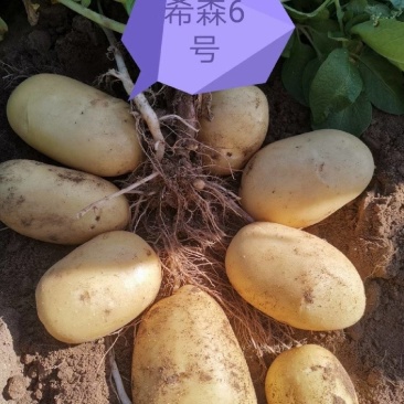 甘肃希森土豆，精品4两以上大量优惠.口感好