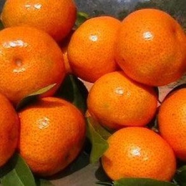 沙糖桔