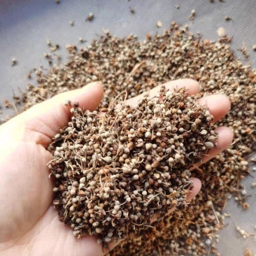中药材菩提花帝王花椴树花菩提子花茶菩提茶