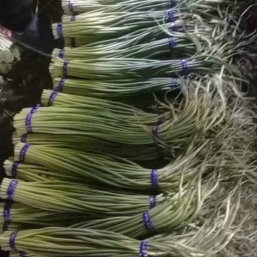 蒜苔，冷库直供，一手货源，电商，一级，二级，均有货！！！