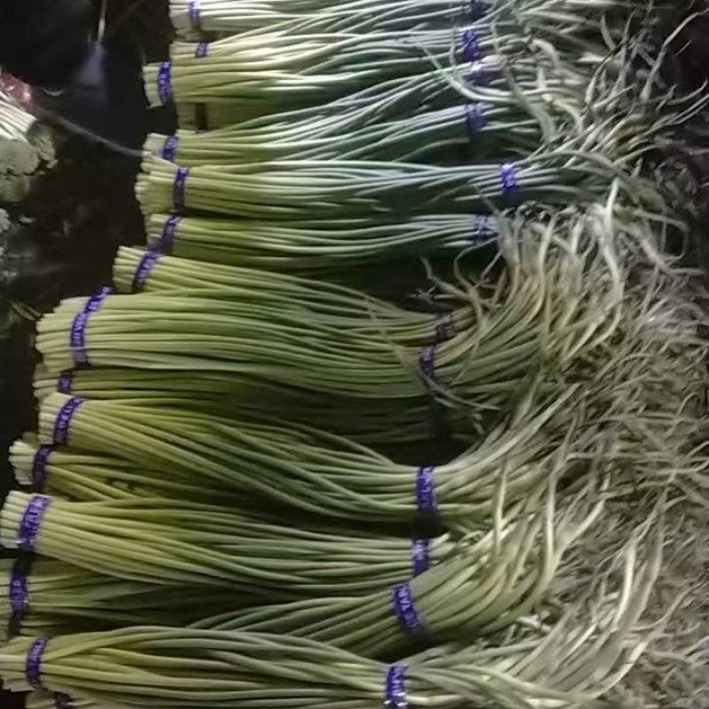 蒜苔，冷库直供，一手货源，电商，一级，二级，均有货！！！
