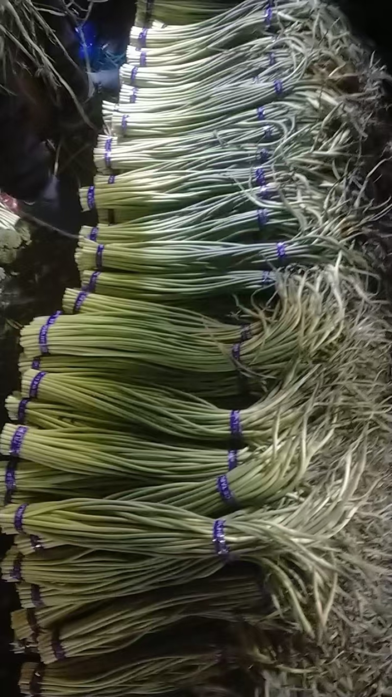 蒜苔，冷库直供，一手货源，电商，一级，二级，均有货！！！