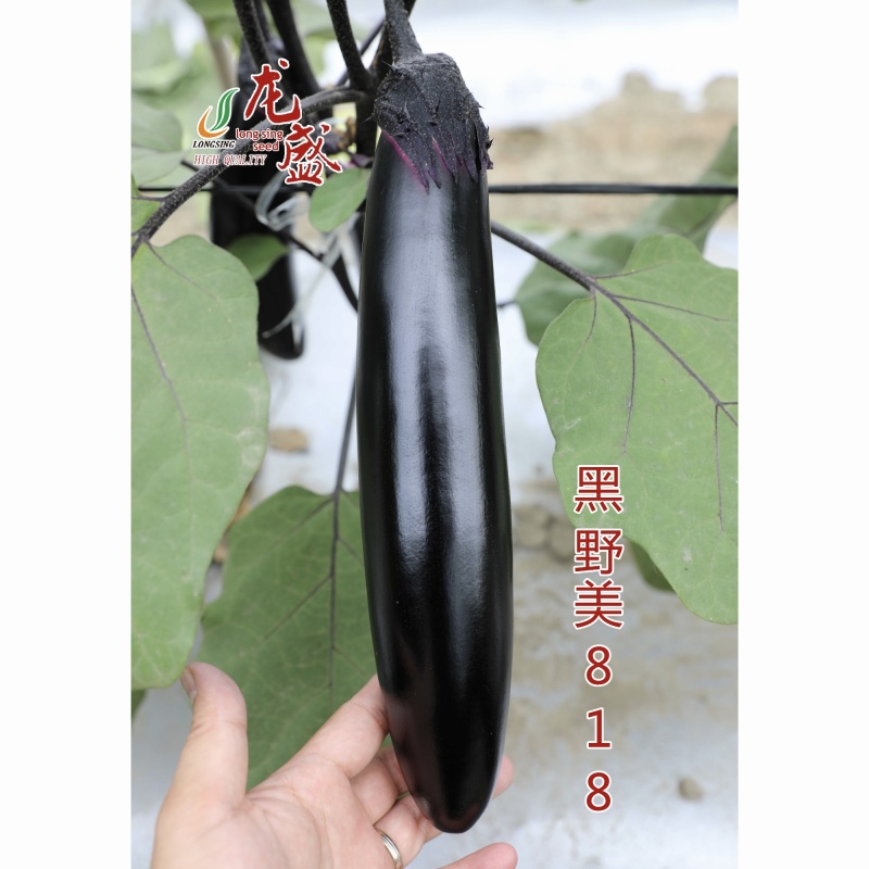 黑野美818茄子种子早熟油黑黑棒茄种子绿肉黑长茄种子春秋
