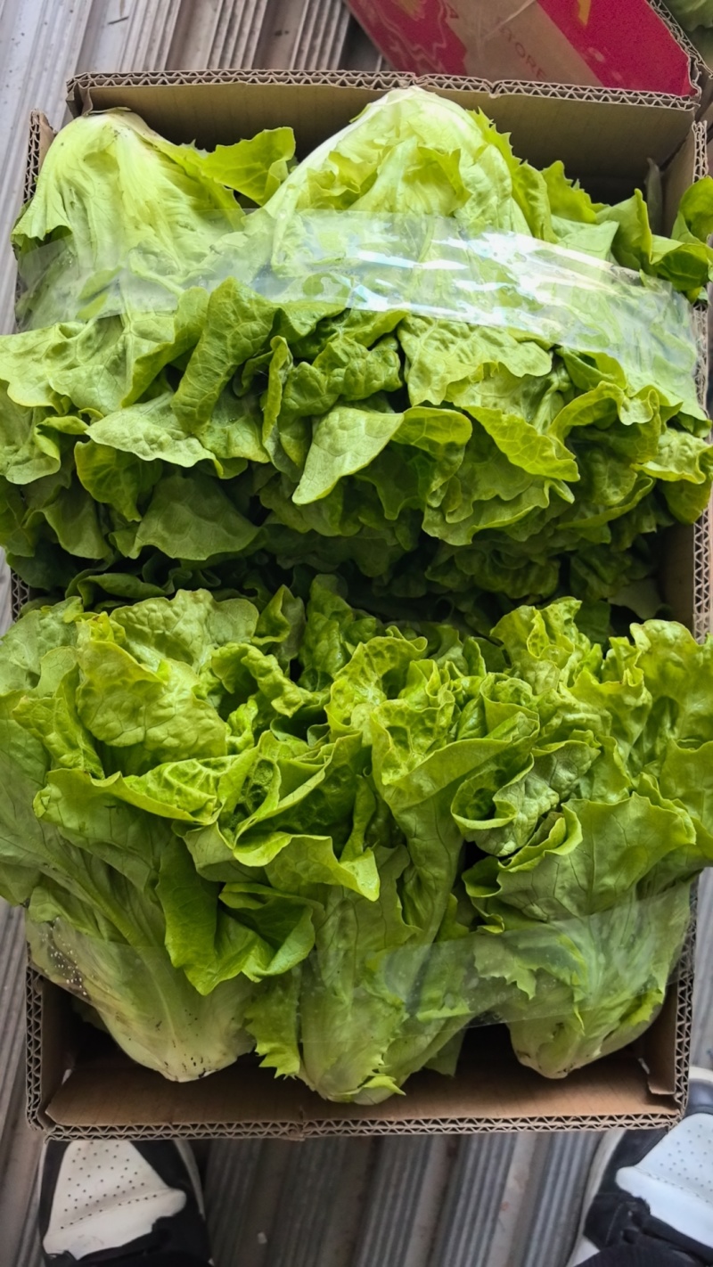 淮安生菜意大利生菜一手货源视频看实力代办质量好