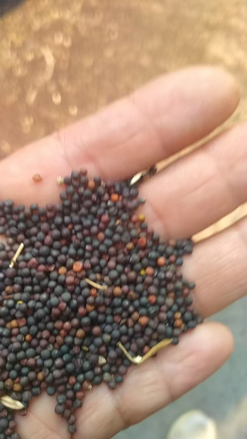 油菜籽