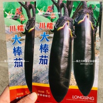龙盛川大棒茄种子中熟烧烤茄种子长势旺果实粗棒顺直紫黑茄子