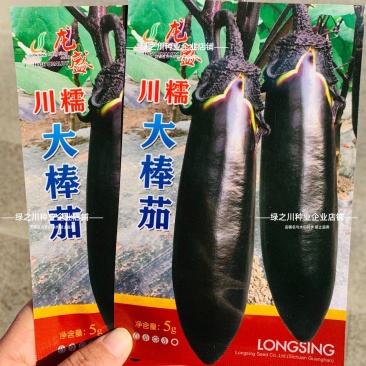 龙盛川大棒茄种子中熟烧烤茄种子长势旺果实粗棒顺直紫黑茄子