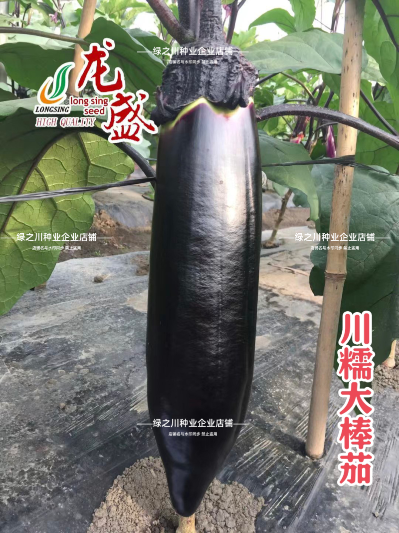 龙盛川大棒茄种子中熟烧烤茄种子长势旺果实粗棒顺直紫黑茄子