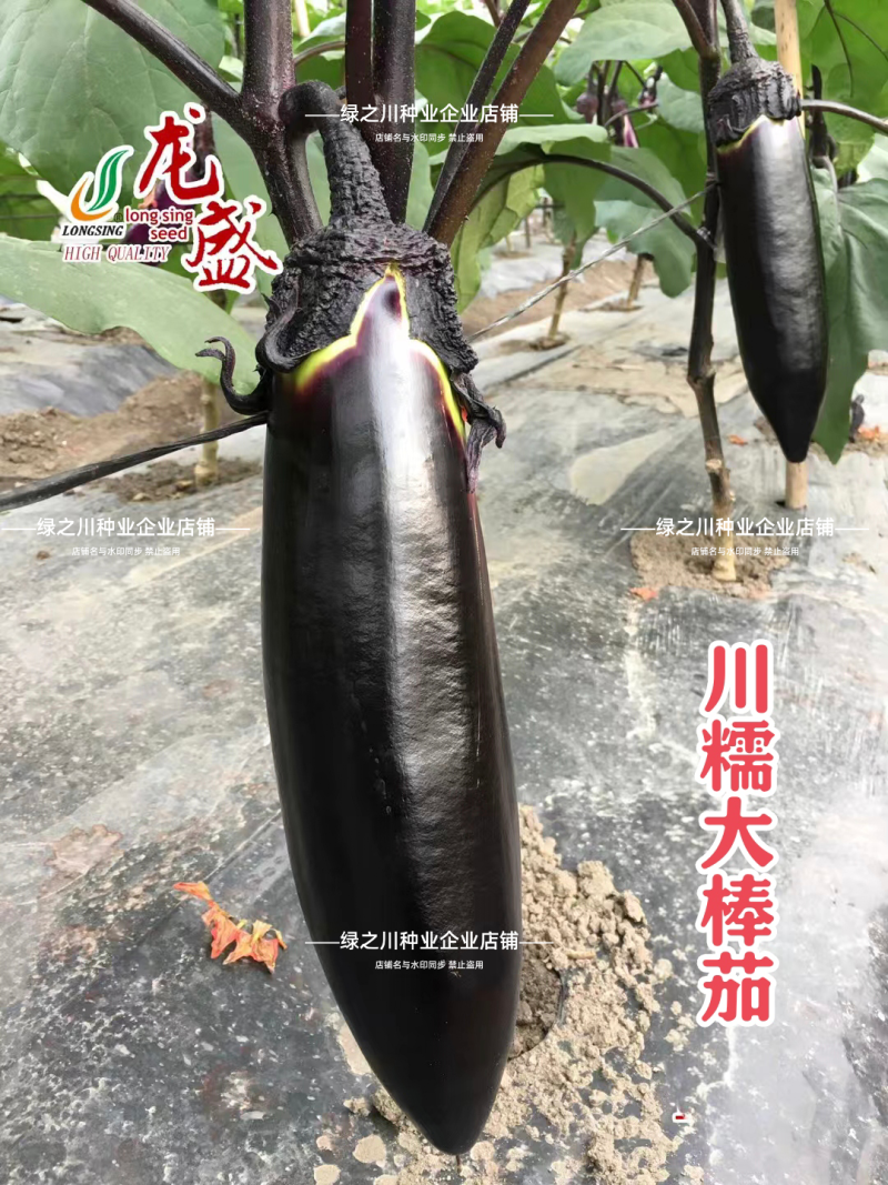 龙盛川大棒茄种子中熟烧烤茄种子长势旺果实粗棒顺直紫黑茄子