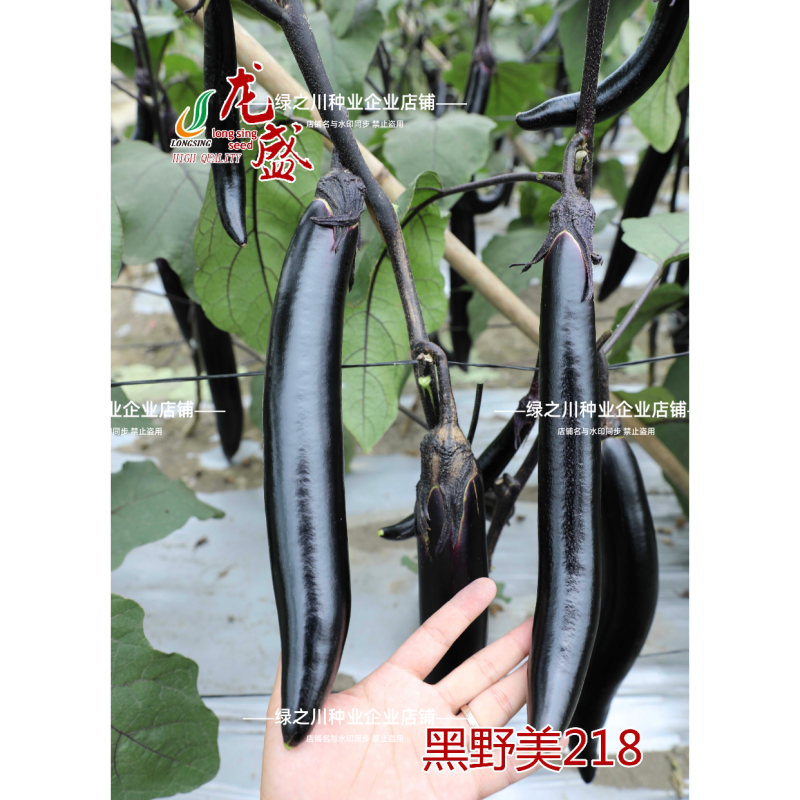 黑野美218绿裤长茄种子油黑靓丽果肉淡绿大棚长条茄子种籽