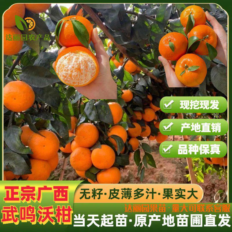 正宗广西武鸣沃柑树苗高产量无籽无核091新品种包邮