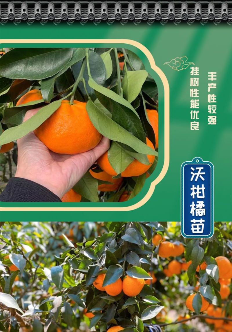 正宗广西武鸣沃柑树苗高产量无籽无核091新品种包邮