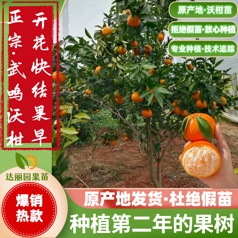 正宗广西武鸣沃柑树苗高产量无籽无核091新品种包邮