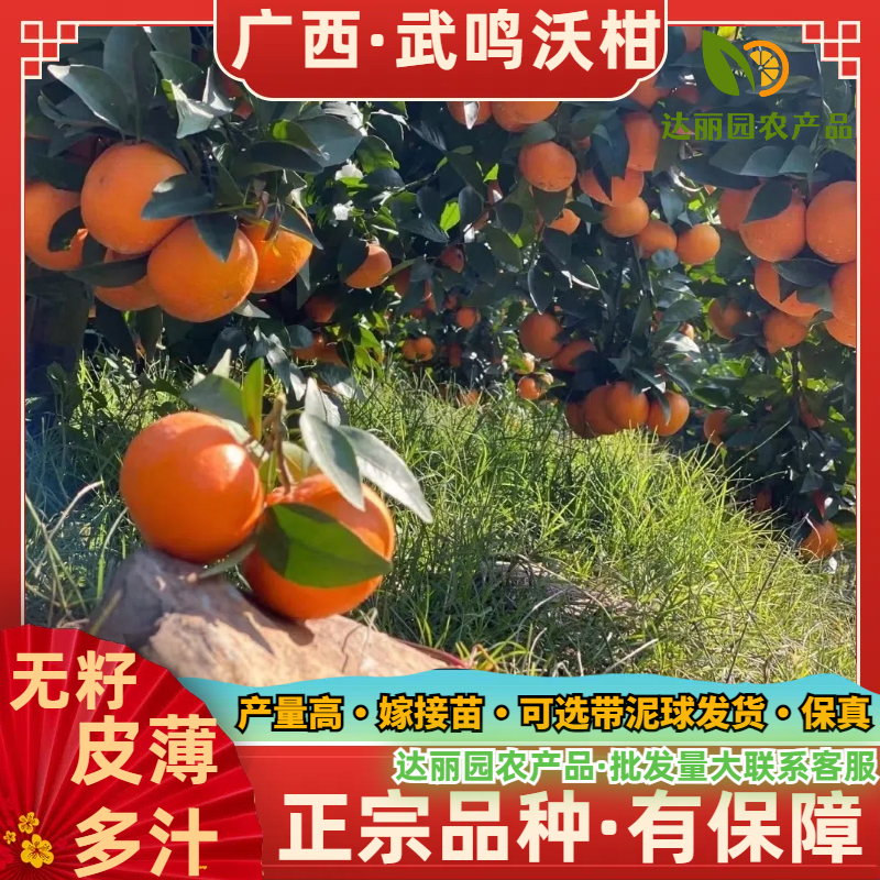 正宗广西武鸣沃柑树苗高产量无籽无核091新品种包邮
