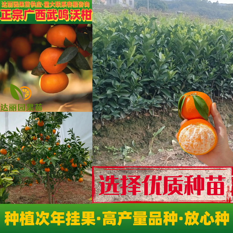 正宗广西武鸣沃柑树苗高产量无籽无核091新品种包邮