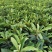 大五星枇杷杯苗高度40公分起，粗度发芽口0.7厘米，