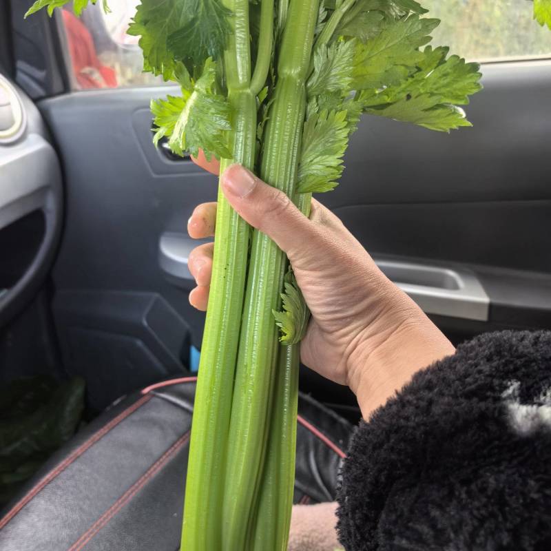 西芹