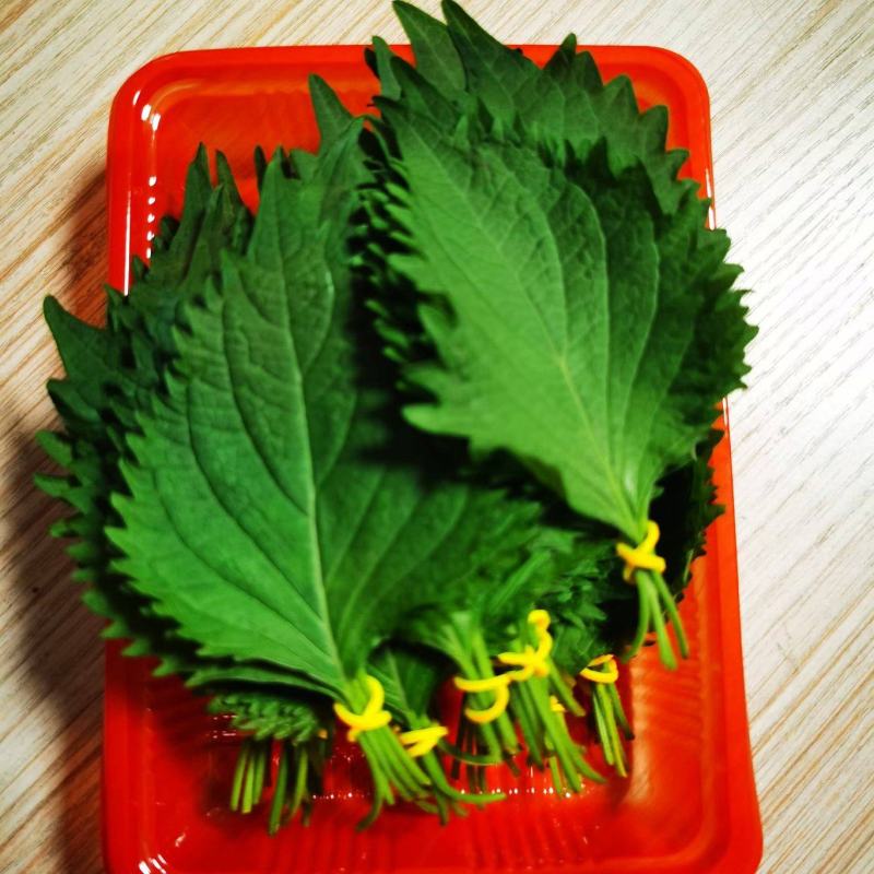 随时可聊大叶，日苏紫苏叶货源广泛全国各地随叫随到