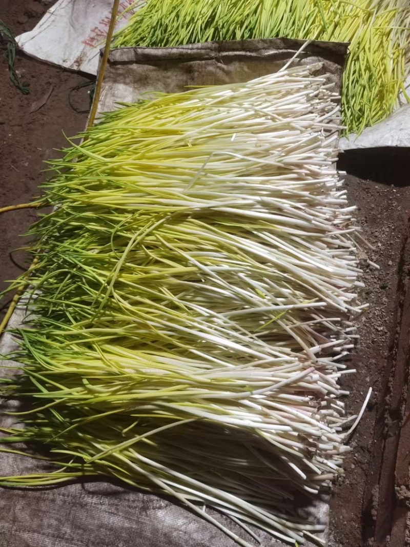 一手货源直接对农户大量蒜黄上市