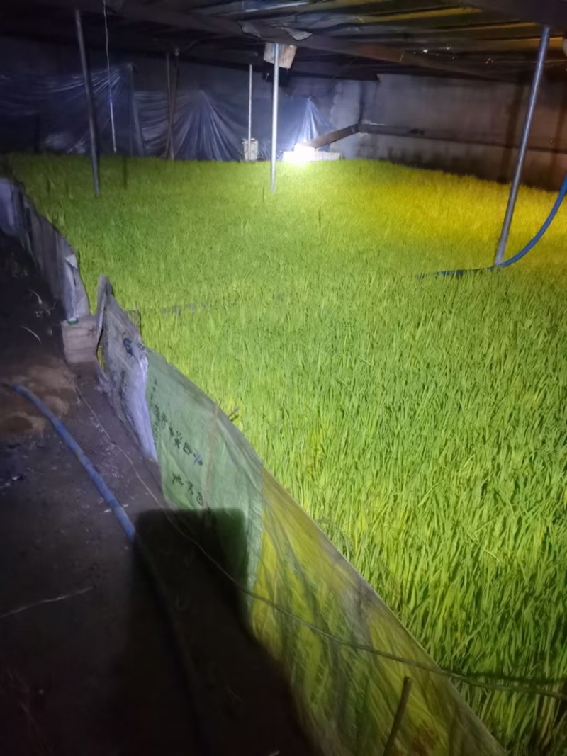 一手货源直接对农户大量蒜黄上市