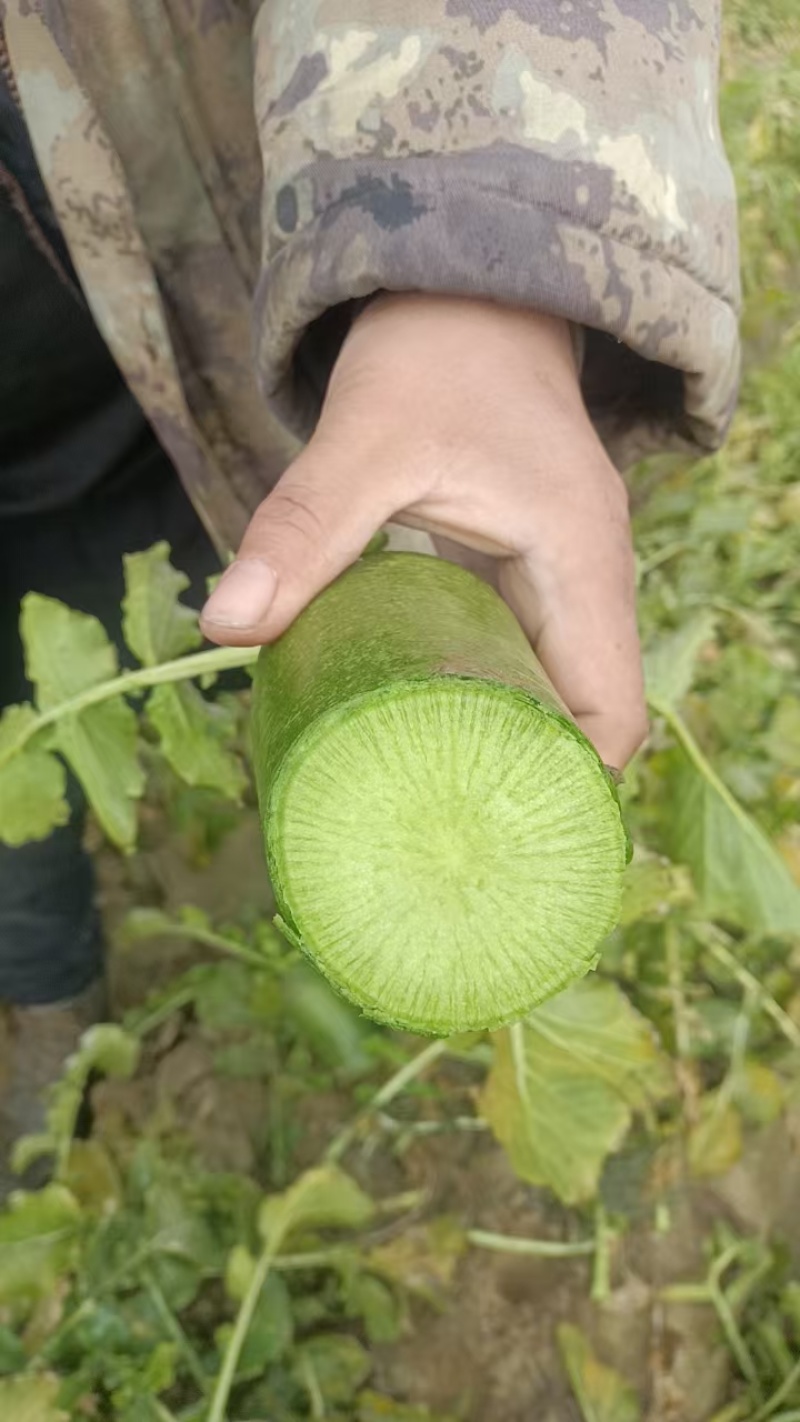 水果萝卜大量供应工厂货，养殖货