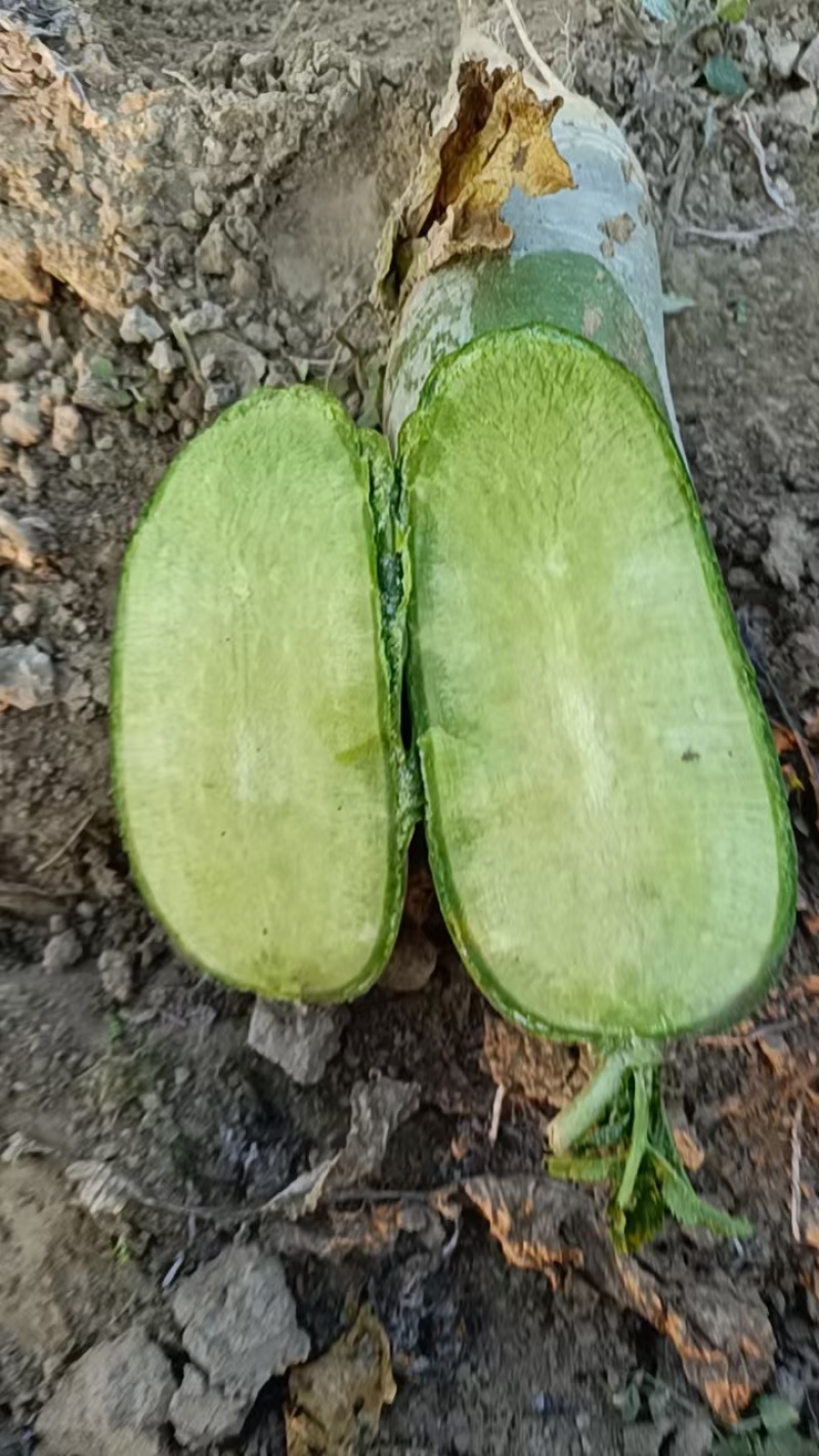 水果萝卜大量供应工厂货，养殖货