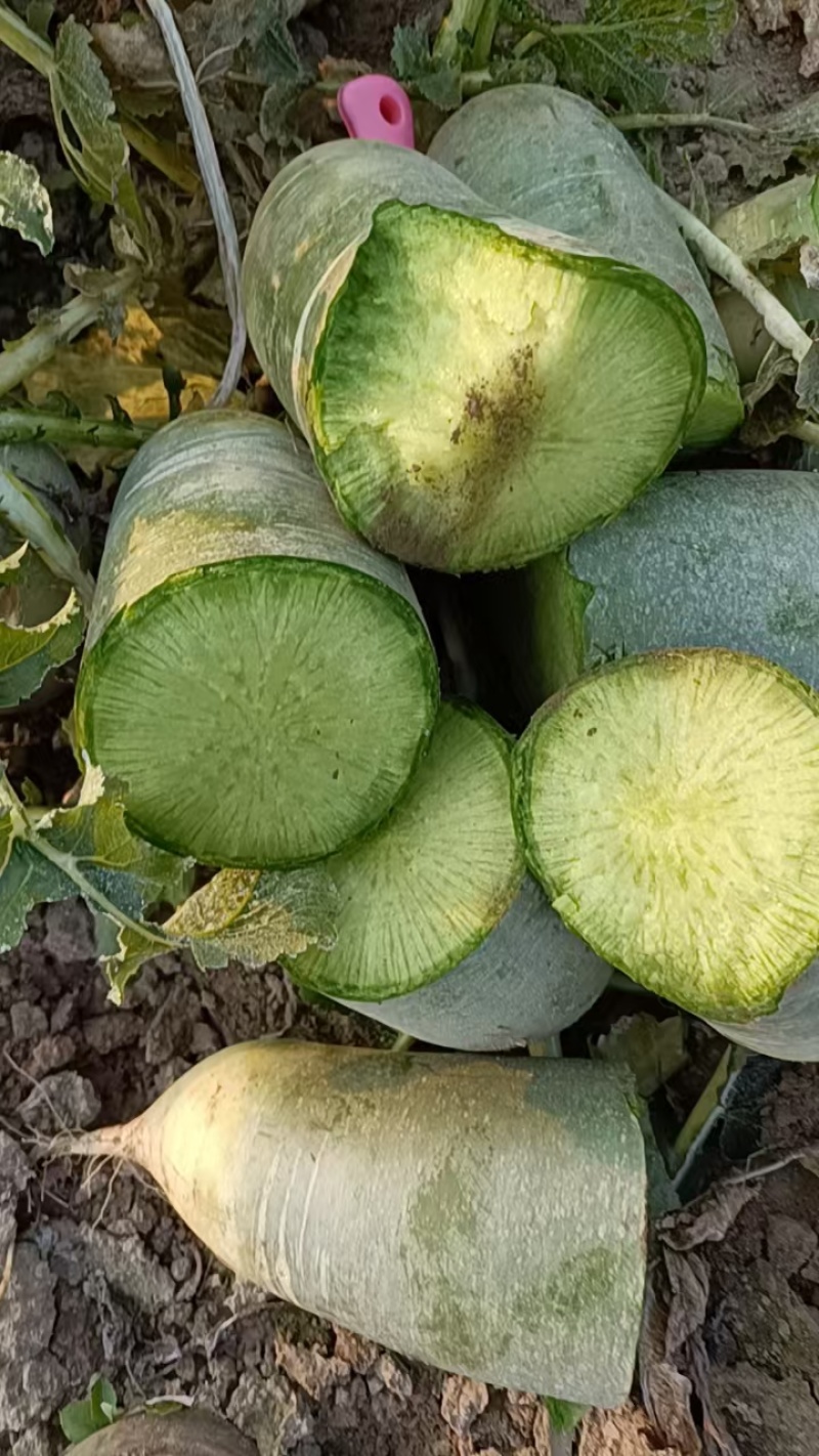 水果萝卜大量供应工厂货，养殖货