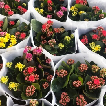 长寿花