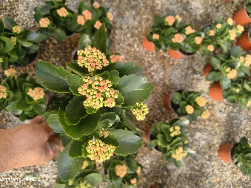 长寿花