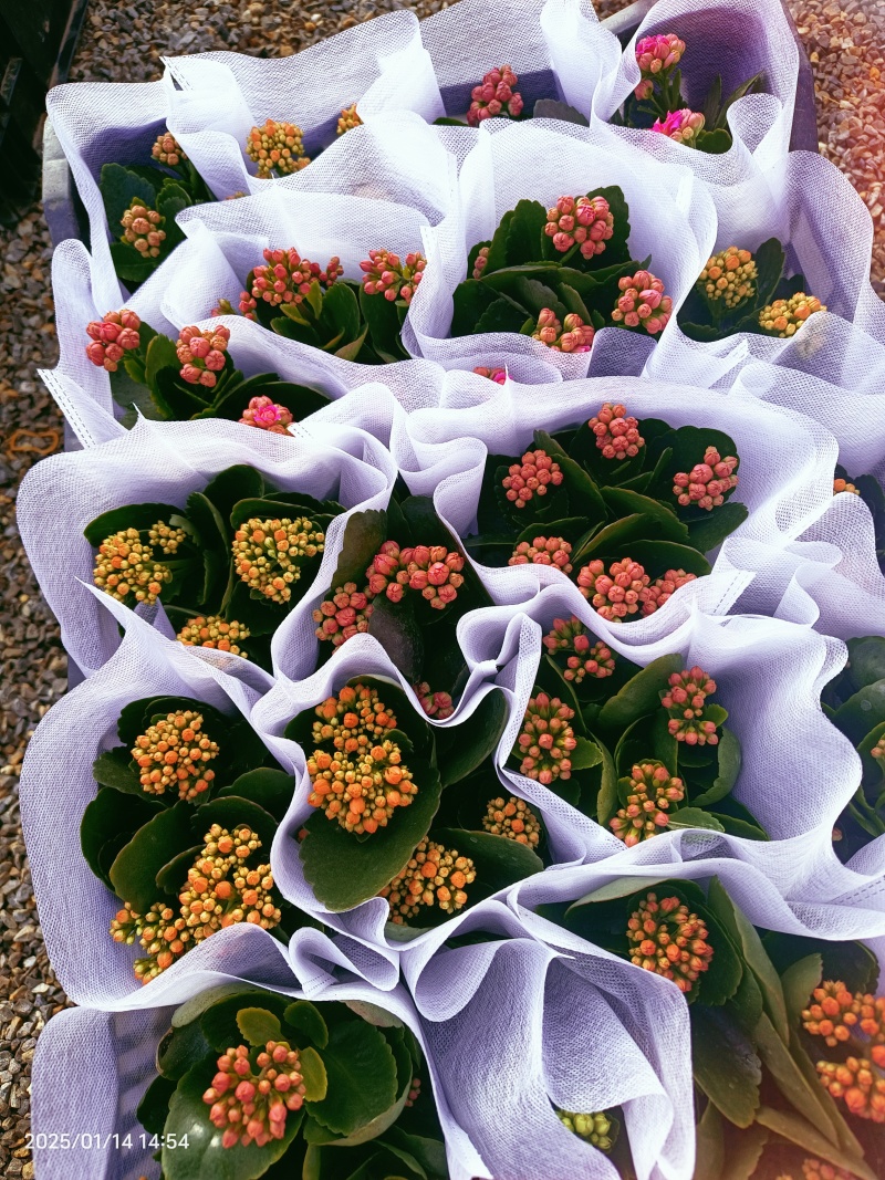 长寿花