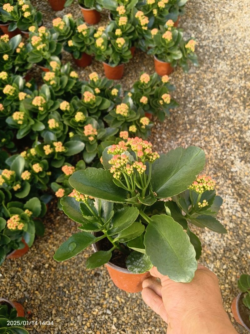 长寿花