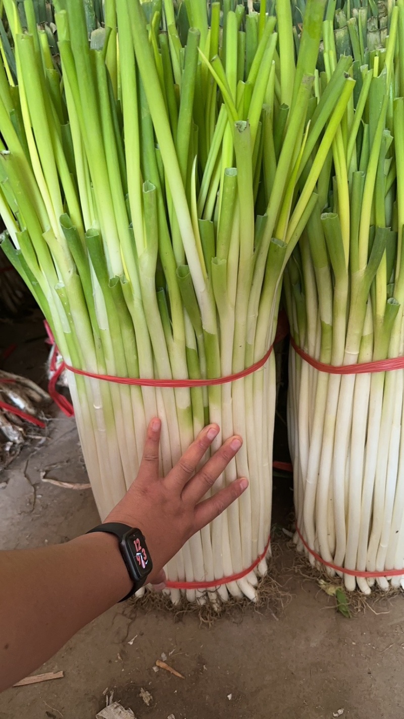 重庆精品小黄葱特硬