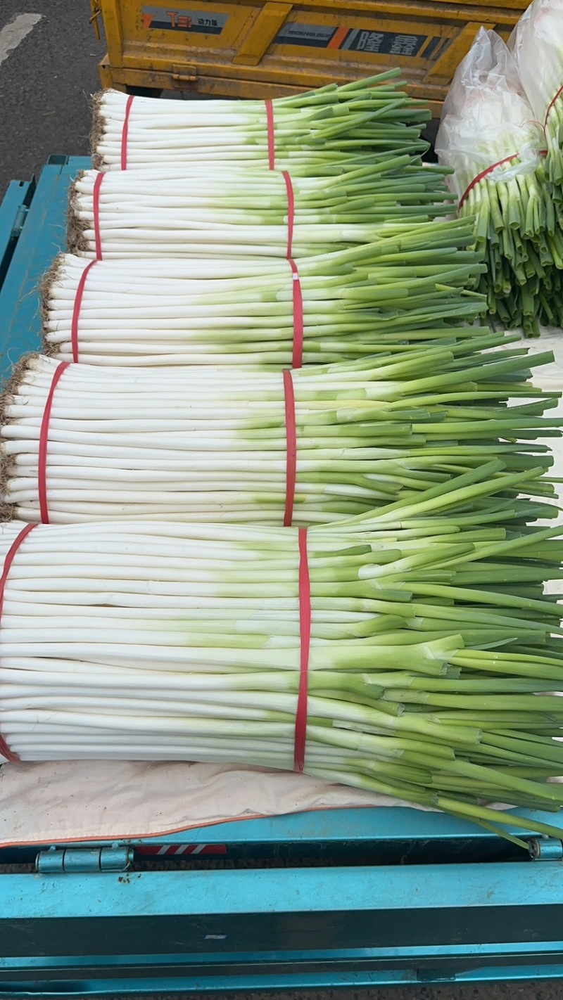 重庆精品小黄葱特硬
