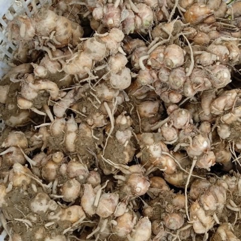 精品沙姜大量有货产地直发可视频看货欢迎来电选购