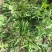 野蒲公英，全草干货，量大价格优惠，可长期供货，欢迎咨询！