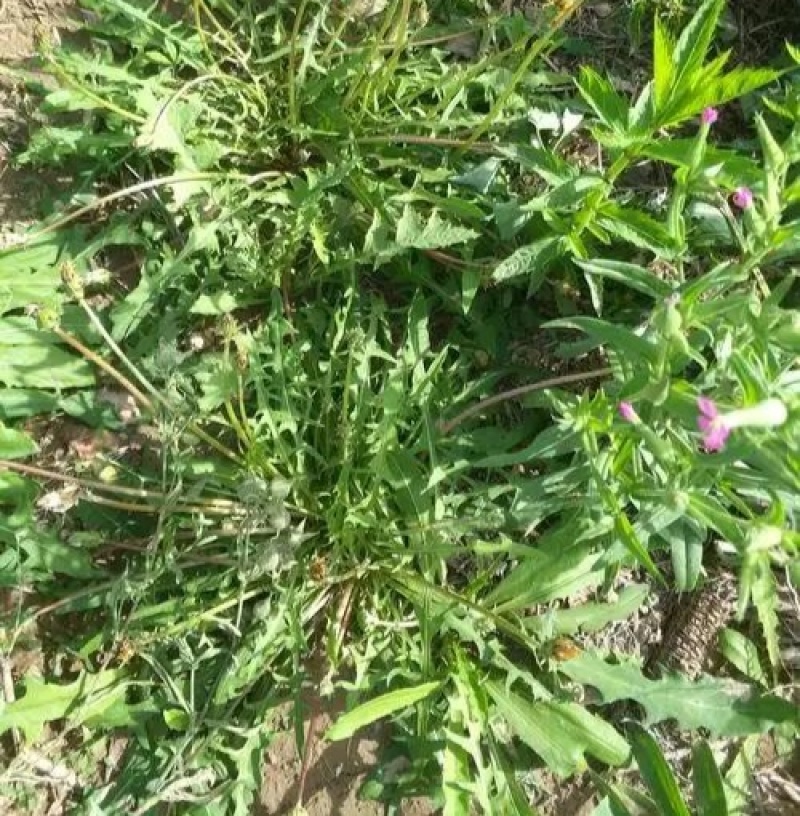 野蒲公英，全草干货，量大价格优惠，可长期供货，欢迎咨询！
