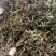 野蒲公英，全草干货，量大价格优惠，可长期供货，欢迎咨询！